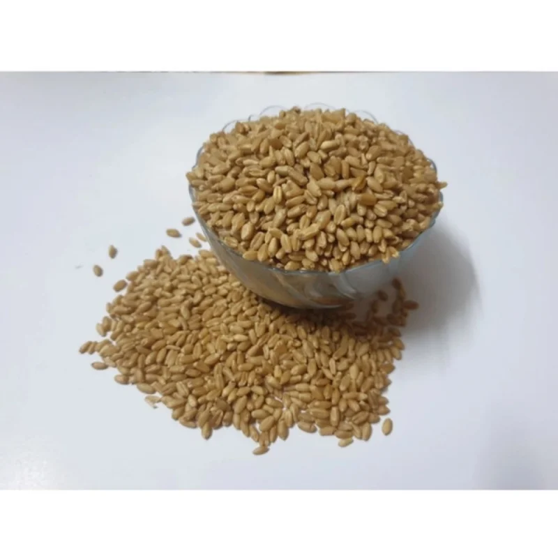 Wheatgrass Microgreen Seeds – Easy to Grow, Quick Harvest